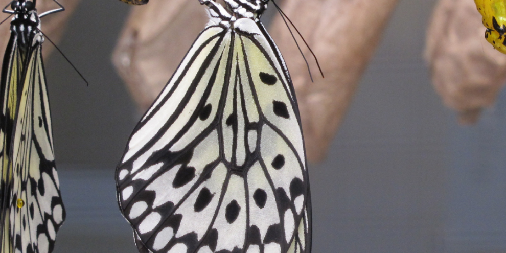 sen neymişsin be ergenlik